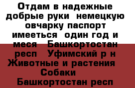 Отдам в надежные добрые руки  немецкую овчарку паспорт имееться  один год и меся - Башкортостан респ., Уфимский р-н Животные и растения » Собаки   . Башкортостан респ.